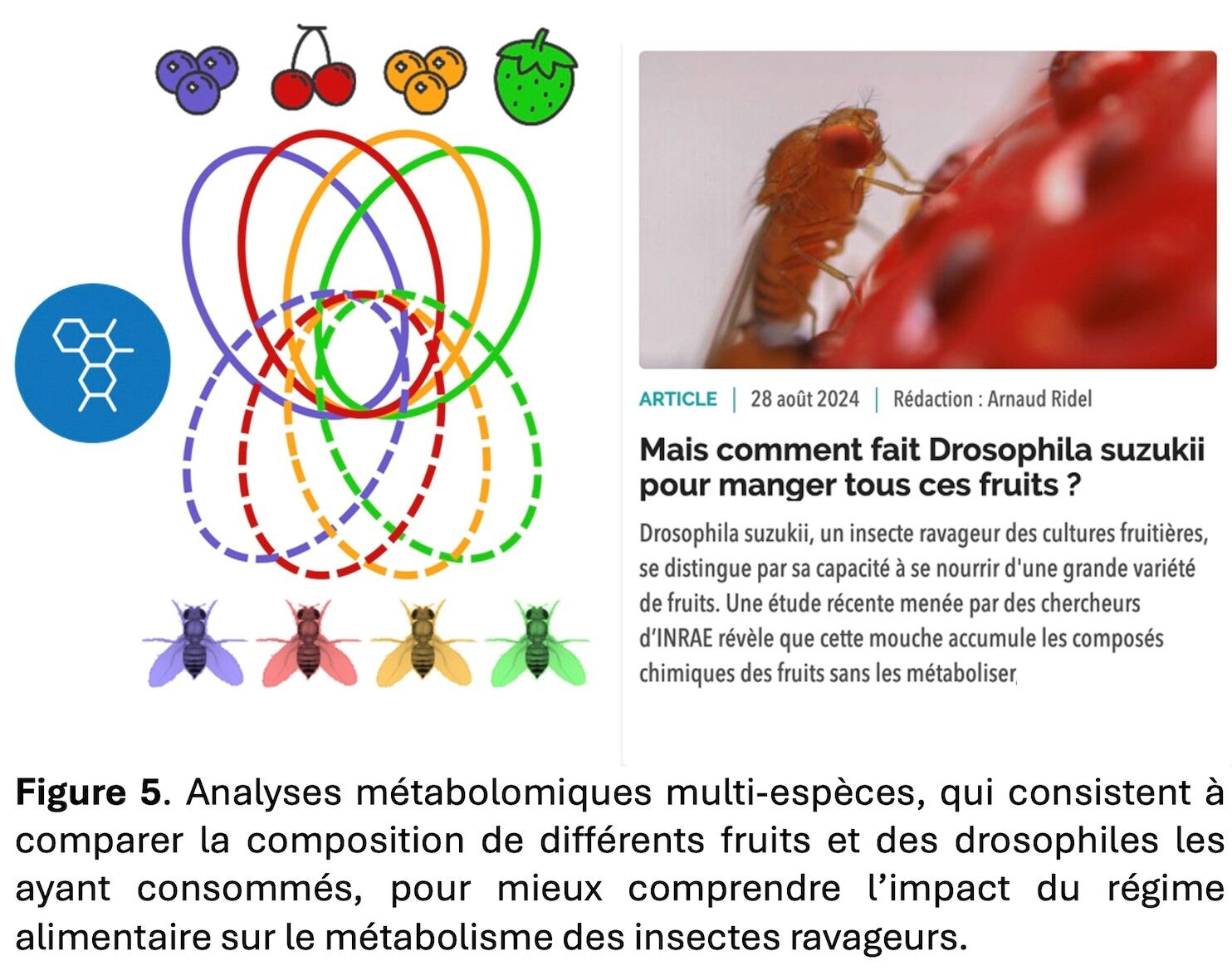Fig 5 Philippe