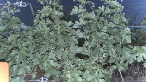 PhénoVigne RGB PhénoVigne RGB