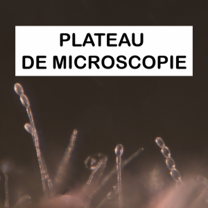 Plateau microscopie