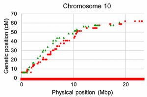 Chromosome 10