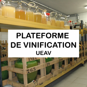 Plateforme vinification