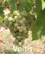 Vignette Voltis