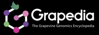 Logo Grapedia