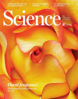 GMV Science Rose