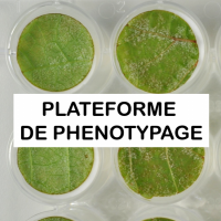 Plateforme phénotypage