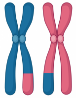 Chromosome recombinant