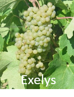 Vignette Exelys