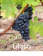 Vignette Lilaro