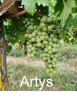 Artys vignette