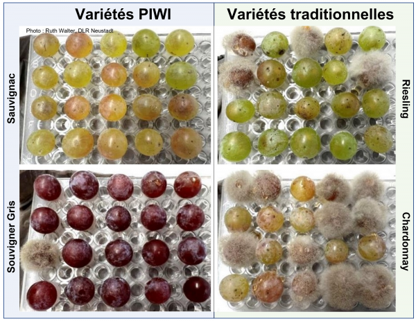 Wivitis figure 1